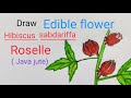 Roselle flower drawing, Edible flower drawing for EVS science, Hibiscus sabdariffa drawing.
