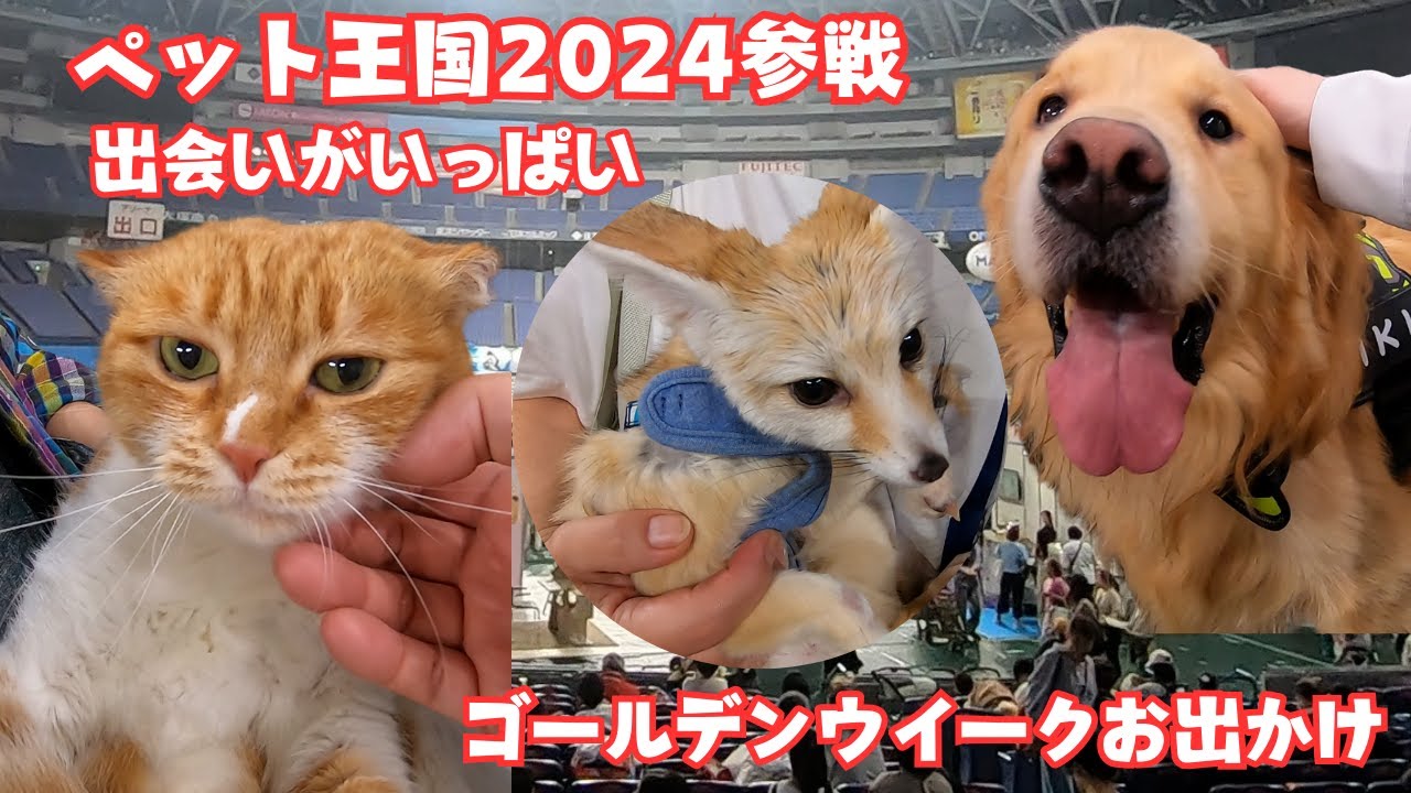ゴールデンウイークお出かけイベント　ペット王国2024参戦　猫や犬や小動物とも触れ合いましたin京セラドーム大阪　Golden week pet event