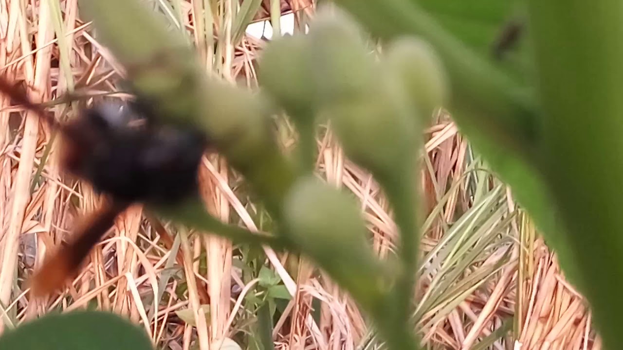 tawon sedang mencari 🍯 madu 
