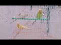 Sweet birds 🐦 Noman Ali vlog