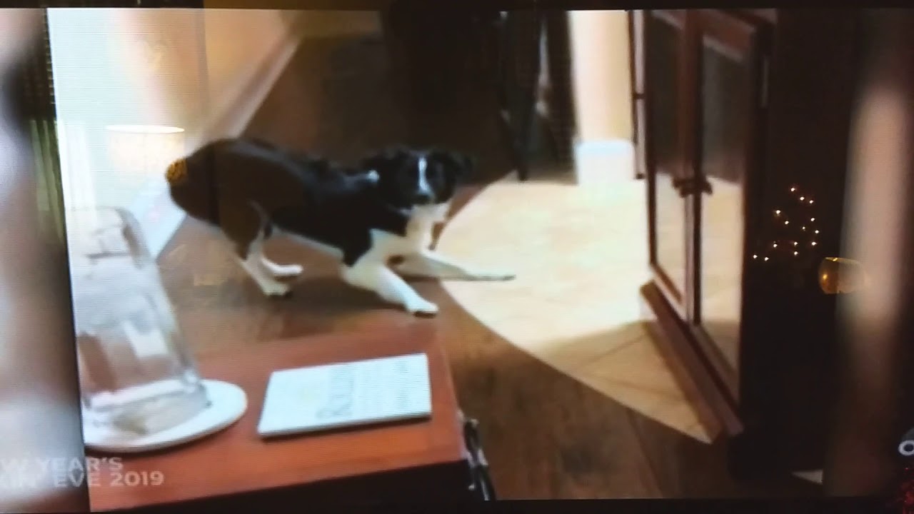 AFV Dogs Running Away With The Guitar - YouTube