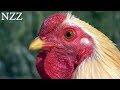 Stolze Gockel, flotte Hennen: Fakten zum Huhn - Dokumentation von NZZ Format (2007)