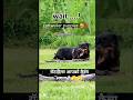 rottweiler puppies dog baby 🐕💕#rottweiler #viral #shorts #trending 🐕💕🫣