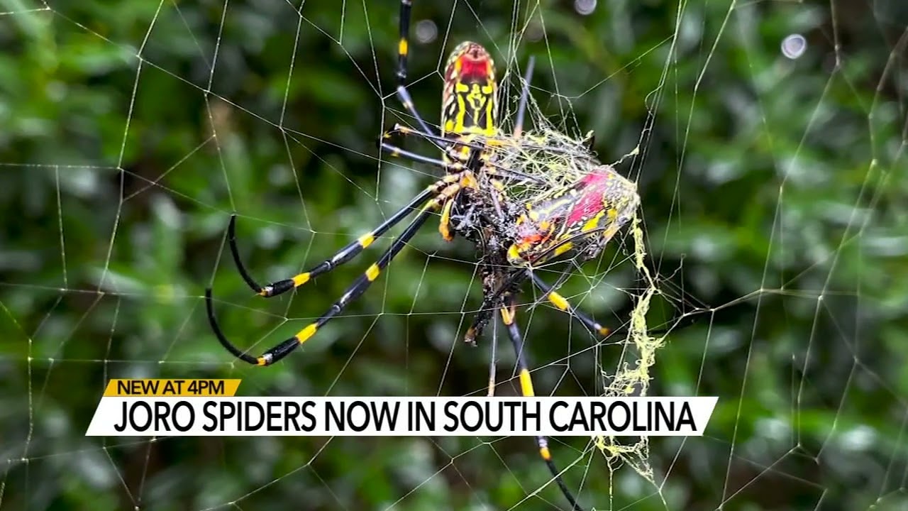 Joro spiders spreading in Eastern US, could be in New York 'next year,'  scientists suggest