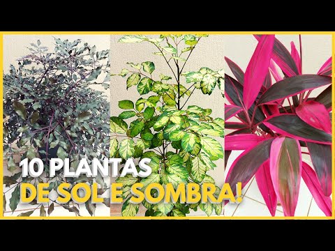 Vídeo: O que são lixadeiras vermelhas - cultivo de plantas de sândalo vermelho na paisagem