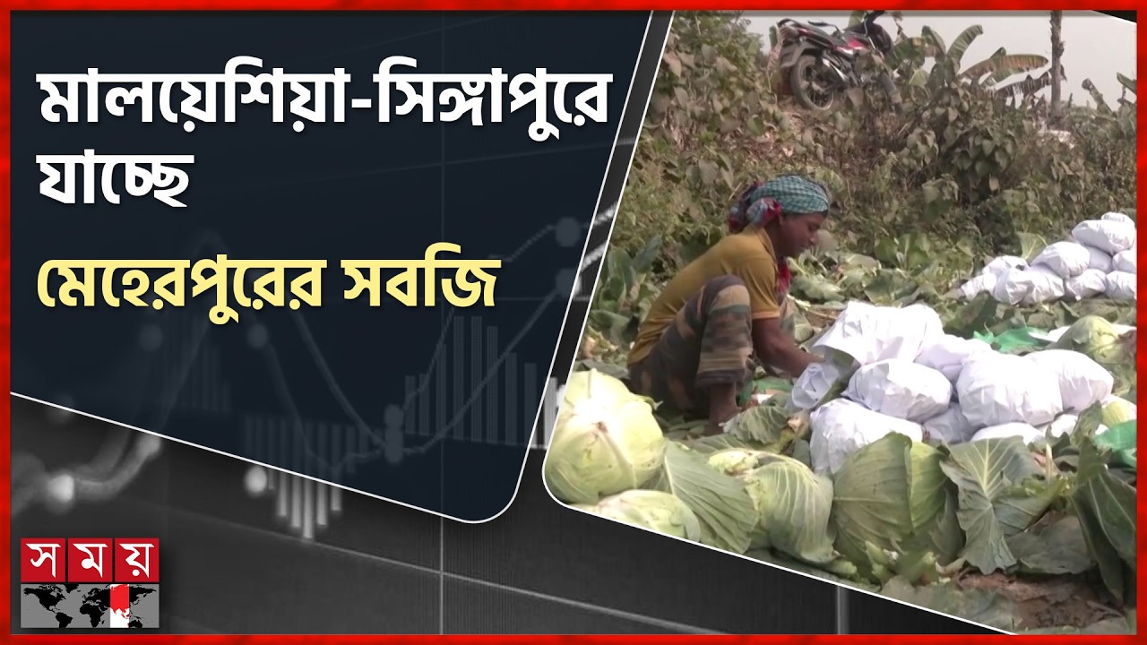 মেহেরপুর থেকে ৩০ কোটি টাকার সবজি রফতানি | Meherpur News | Vegetable Export | Somoy TV