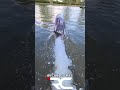 Proboat Recoil 2 - Boat Porn