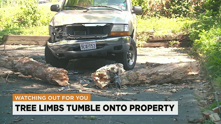 Jennings woman concerned about massive tree limbs falling and damaging her property