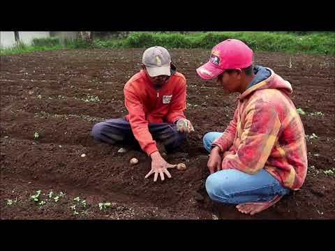 Video: Varietas Kentang Yang Menjanjikan