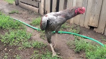 Update me nyuam qaib WD # 9