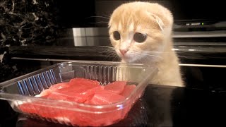 子猫が初めてまぐろの刺身を食べた反応が...【短足マンチカン】