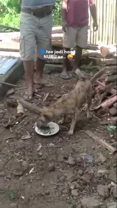 kua kosong#shortsyoutube#shortsvideo#shortvideo#shortsfeed#shorts#shortsbeta#shorts#flores#makan