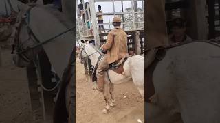 VAQUEIRO GUGU NA SELA DO CAVALO FERRAMENTA #pegadeboinomato #vaqueiro #nordeste #vaqueirama