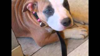 Nikita Pitbull Puppy Miss Kay Kennels
