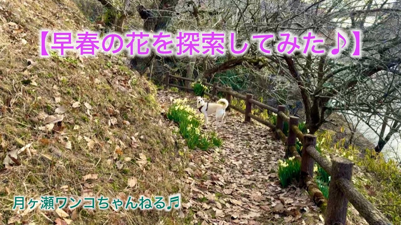 早咲きの梅と水仙(^^)