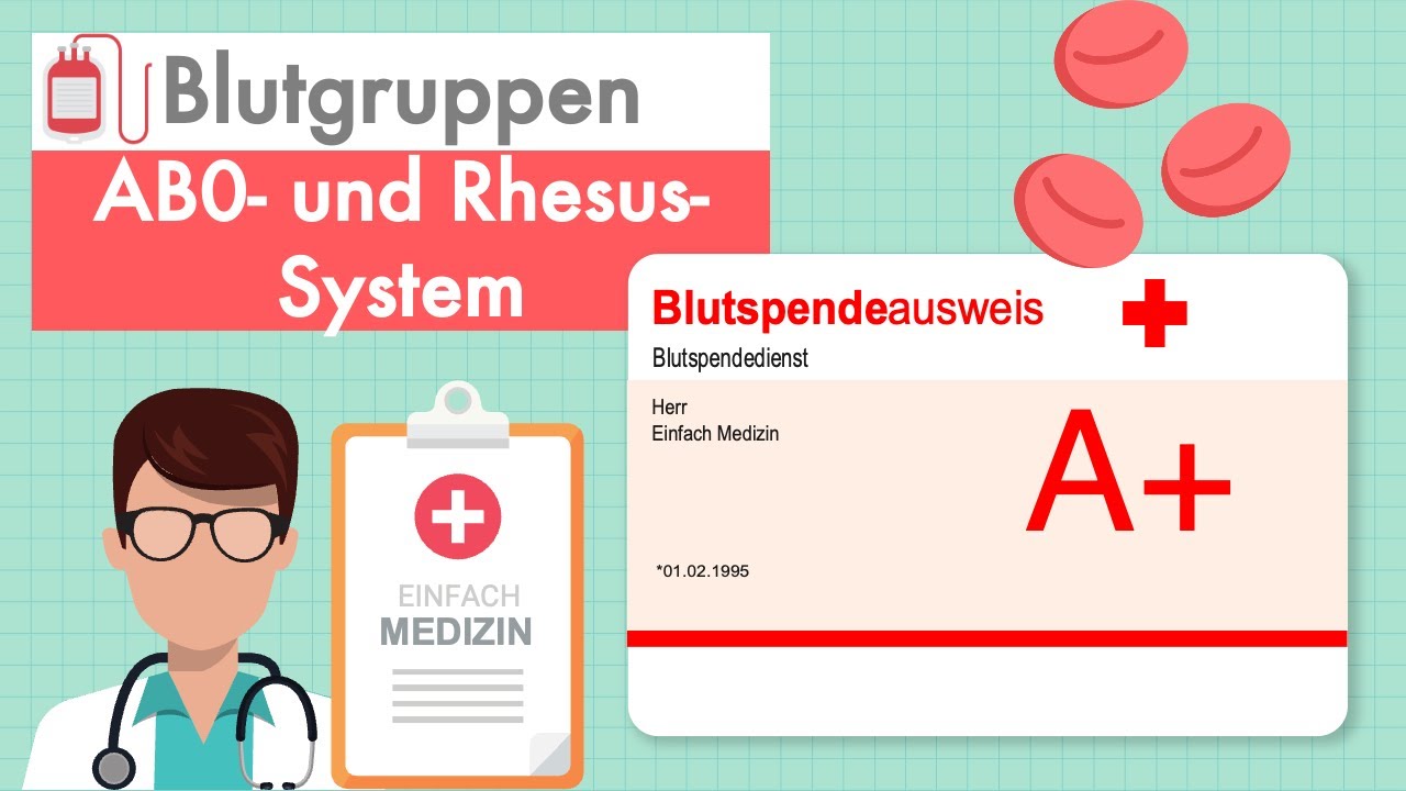 Blutgruppen - AB0- und Rhesus-System einfach erklärt - YouTube