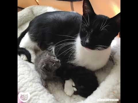 Feral Cat Mom Takes in 2 Orphaned Kittens - Feral Cat Mom Takes in 2 Orphaned Kittens