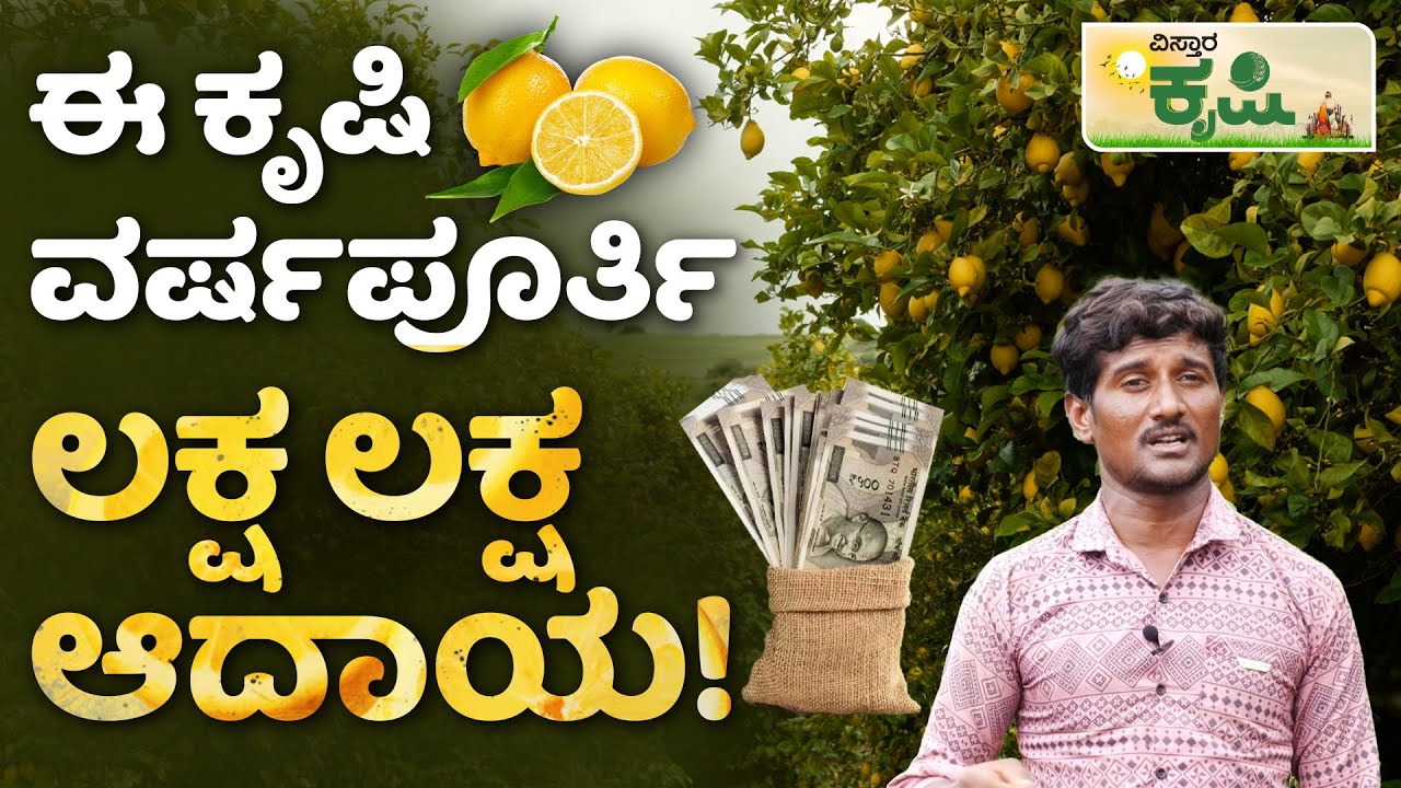Lemon Farming In Kannada| Nimbe Besaya | ನಿಂಬೆ ಗಿಡಗಳಿಂದ ಎಷ್ಟು ವರ್ಷ ಇಳುವರಿ ಪಡೆಯಬಹುದು ಗೊತ್ತಾ?