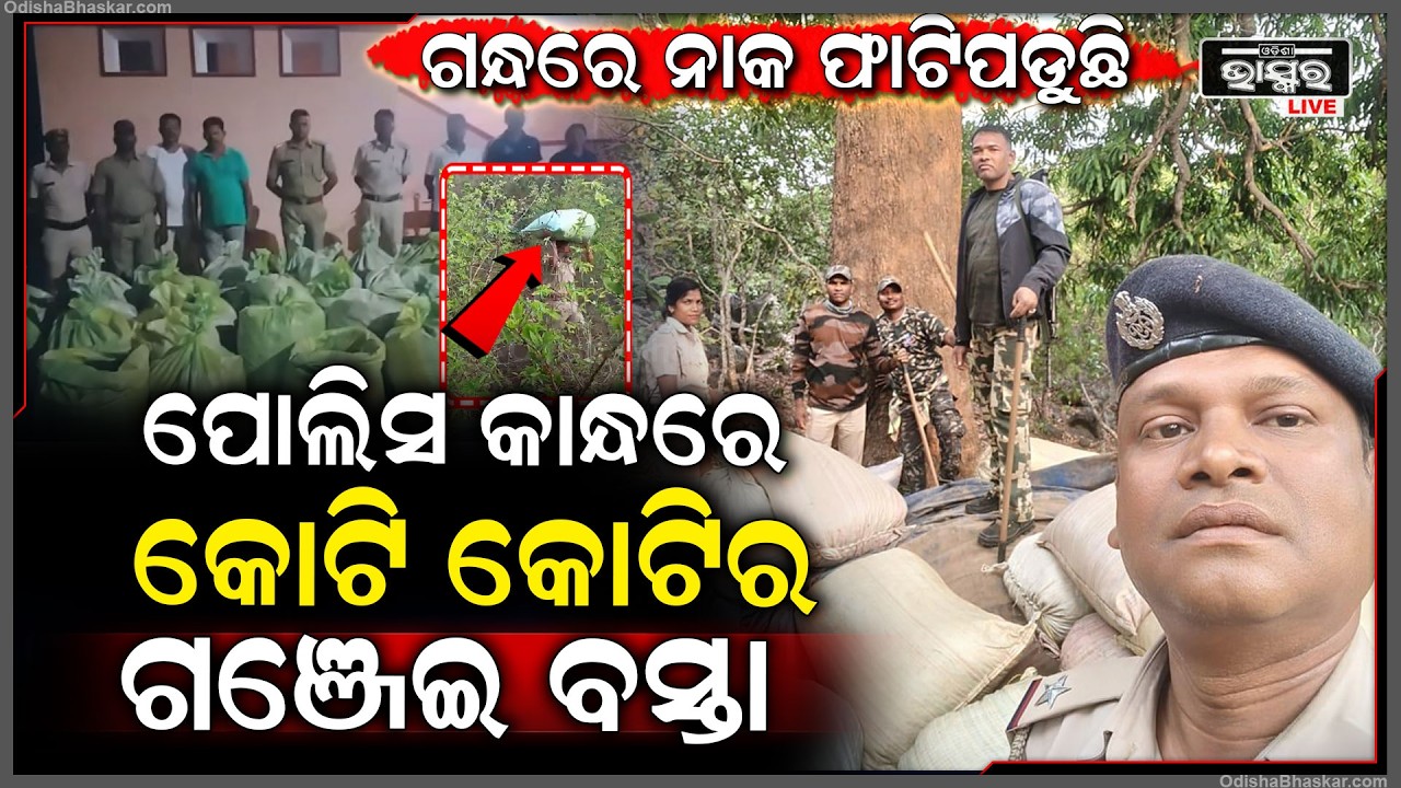 ପୋଲିସ କାନ୍ଧରେ କୋଟି କୋଟି ଟଙ୍କାର ଗଂଜେଇ ବସ୍ତା, ଉତ୍କଟ ଗନ୍ଧରେ ନାକ ଫାଟିପଡୁଛି