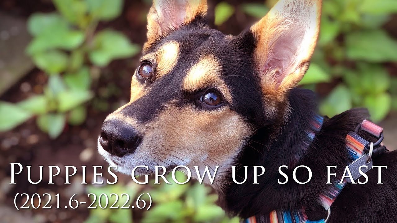 Why Do Dogs Grow So Fast