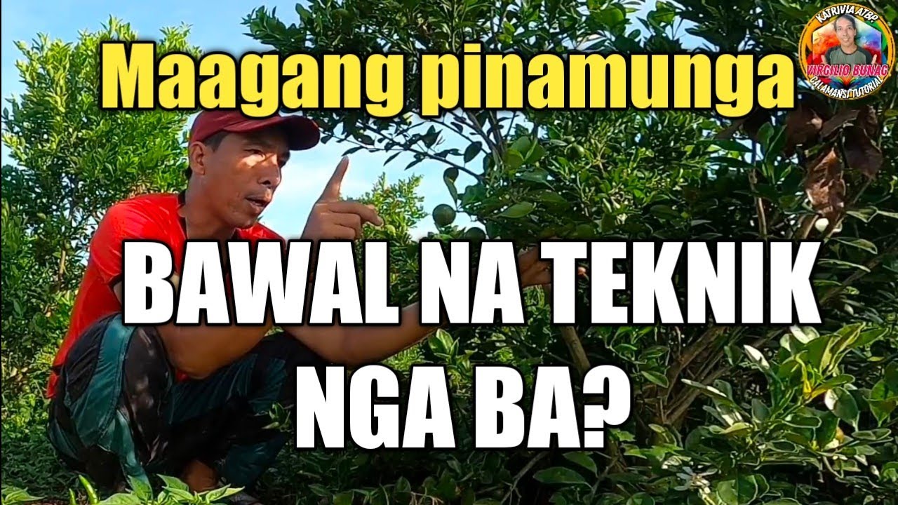 GUMAMIT AKO NG BAWAL NA TECHNIQUE SA MAAGANG PABUNGA SA CALAMANSI