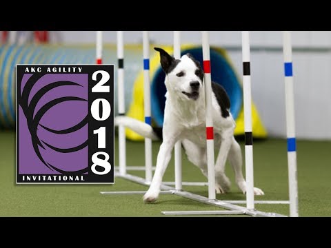 akc agility invitational 2018