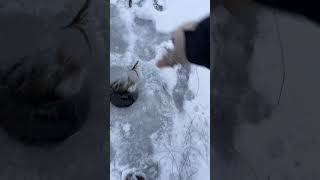 Fresh Water Fishing Ultimate River & Lake Fishing Adventure with Tips, Tricks and Big Catch Moments