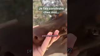 Elsa Dasc, les anges, construit un terrain à l’île Maurice , devinez à quoi il va servir ?
