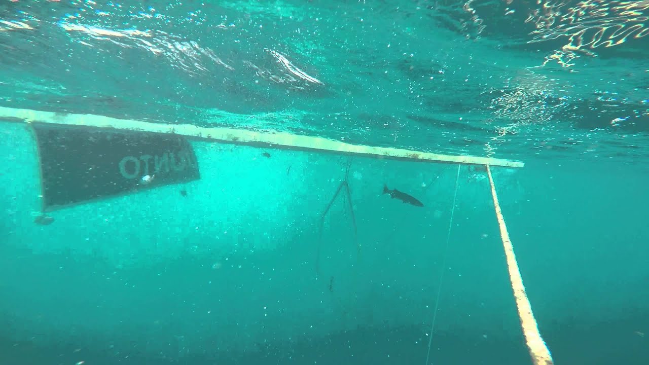 SV Echo Echo Sailing the Wolrd, Neil and Jeanette's Adventures- Deans Blue Hole Bahamas Pt 2