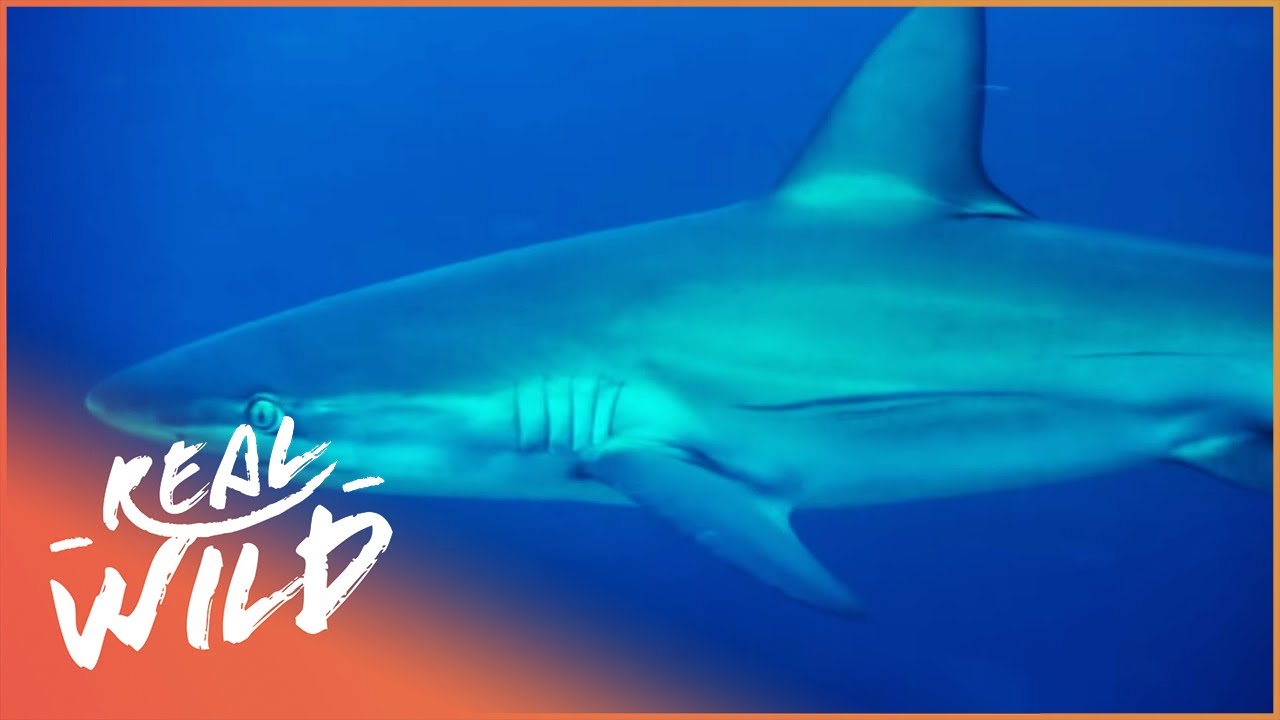 Saving Our Dying Ocean (Animal Conservation Documentary) | Real Wild