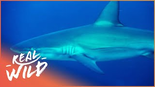 SAVING OUR DYING OCEAN