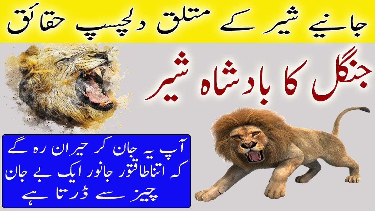 Interesting Facts About Lion in urdu &hindi Shair ki Maloomat in Urdu