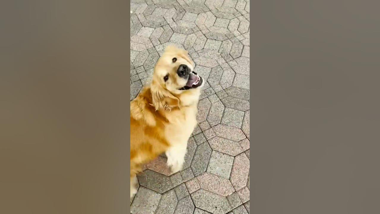 Cute Golden Retriever Dog Videos happy dog song happy dog 🐶😂