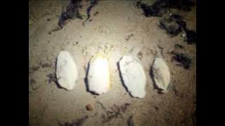 Passenger | I See Love