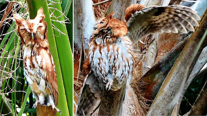 Eastern Screech Owl Camouflage and Defensive Survival Techniques