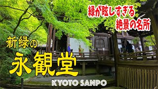 2025/6/1 新緑の『永観堂』が眩しすぎる!! 観光客が続々と笑顔あふれる絶景ショットを楽しむ /新緑の京都/新緑さんぽ/Kyoto walk [京都4K]