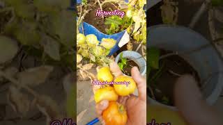 Harvesting#plants#gardeing #tressgarden #shorts