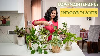 10 Low Maintenance Indoor Plants for Your Home  | Easy House Plants Care Tips