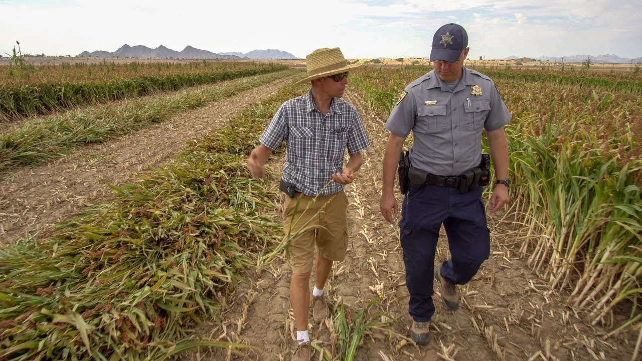 Dove Hunting near Agriculture