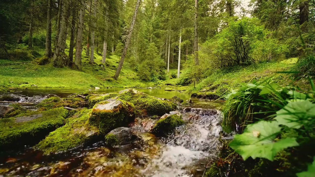 2 часа Расслабляющий лесные звуки струйкой воды звуки пение птиц