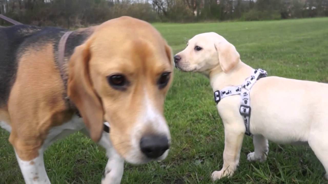 Beagle and puppy Labrador meet for the first time