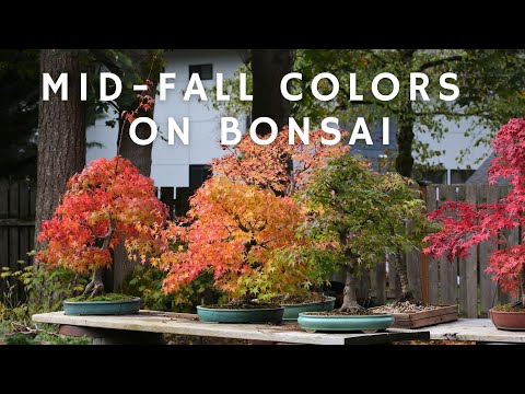 盆栽 jolly Assorted Mini Jades in Six to Seven Inch Glazed Bonsai Pots