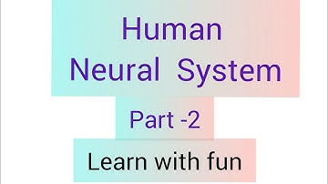 Neural control and coordination part -2 in hindi / learn with fun biology / biology Hindi