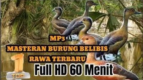 SUARA MP3 BELIBIS RAWA TERBARU 2021 / JERNIH DURASI 1 JAM