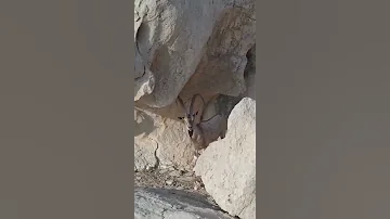 الوعل يعتبر من أنواع الماعز الجبلي البري وتتميز بقدرتها على تسلق الصخور الصلدة 