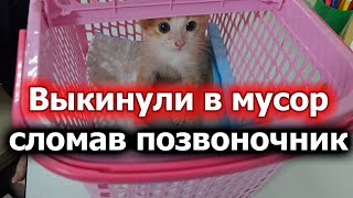 картинка: Приговор -  усыпление.  Вердикт -   жизнь