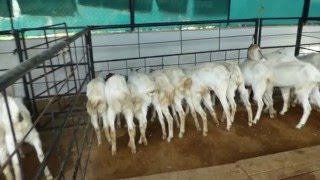 jamunapari goat Farming in Pune