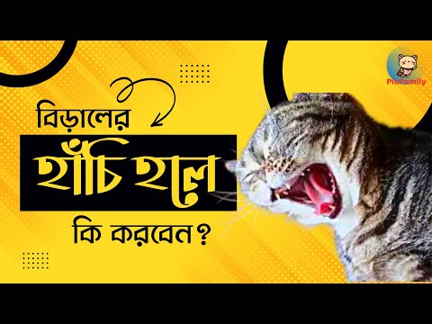 ভিডিও: অ্যাকোয়ারিয়াম ফিশ ডোয়ার্ফ সিচলিড: প্রকার, বর্ণনা, বিষয়বস্তু এবং সামঞ্জস্য