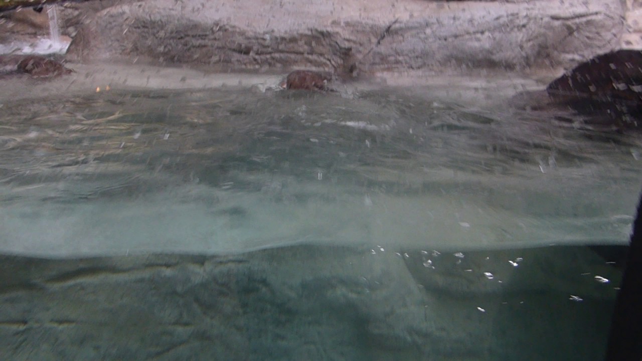 River otters playing around at the Tennessee Aquarium - YouTube