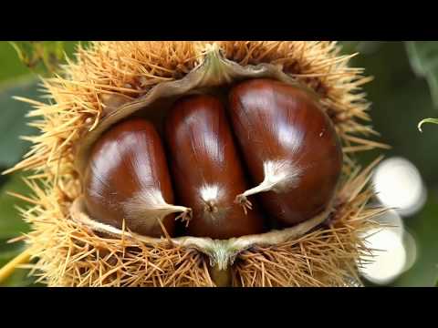 Video: Castaño Noble - Castanea Sativa